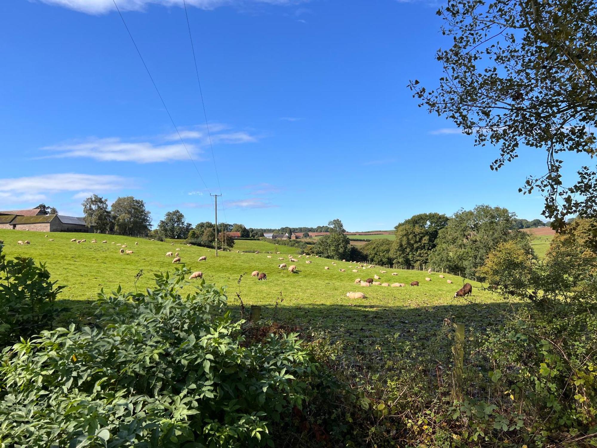 Beautiful Cabins In Herefordshire Countryside Buitenkant foto